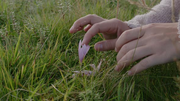 Female hands touching a flower in a field at sunset