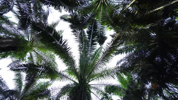 CS - Oil Palm Tree 04