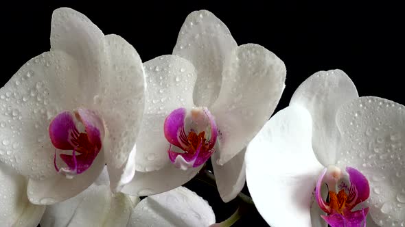 Orchidaceae, white orchid in a black background. Falling drops of water on flowers.