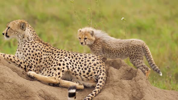 Portrait of Magnificent Cheetah Laying on Rock at Summer Noon