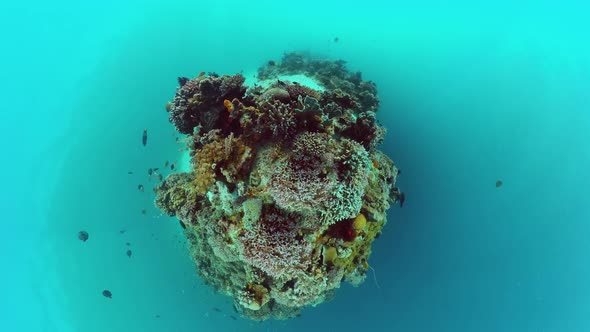 Coral Reef and Tropical Fish Underwater. Bohol, Panglao, Philippines