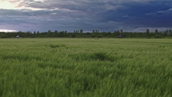 Flight Over the Fields in the Suburbs of St. Petersburg 