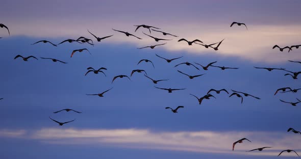 Group of Cormorants flying over the Camargue in France