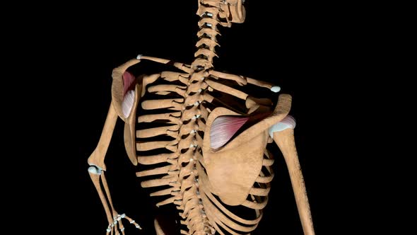 Supraspinatus Muscles On Skeleton