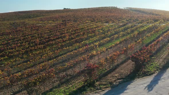 Aerial Footage of a Man Walking Along Huge Territory of Vineyards