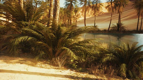 Oasis in Hot Sahara Desert