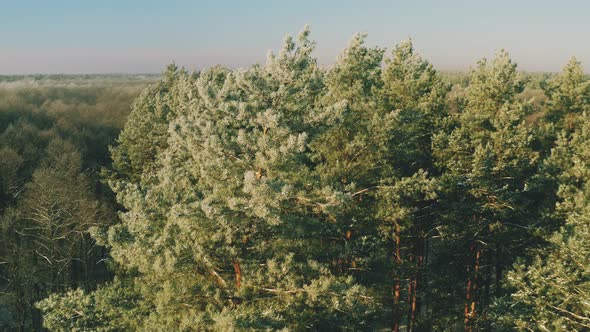 Beautiful Green Snowy White Forest In Winter Frosty Day