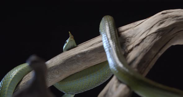 Wildlife Rhinoceros Rat Snake Wrapped Around a Tree Branch Reptile