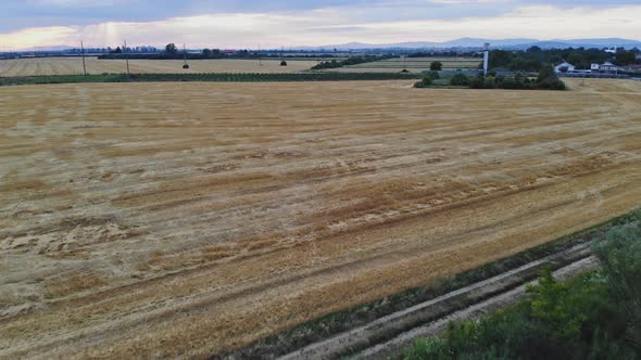 Harvesting of Wheat in Summer in the Field Collecting Golden Ripe Wheat on the Field