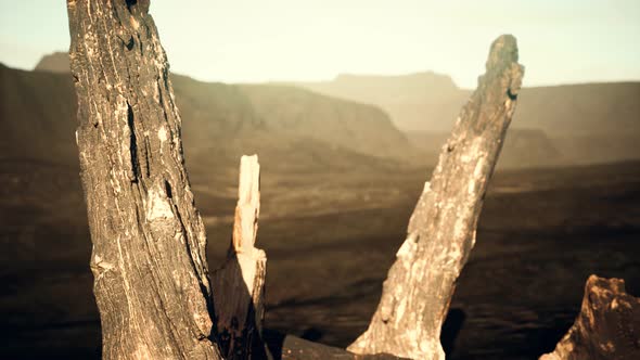 Logs and Trunks After the Forest Fire