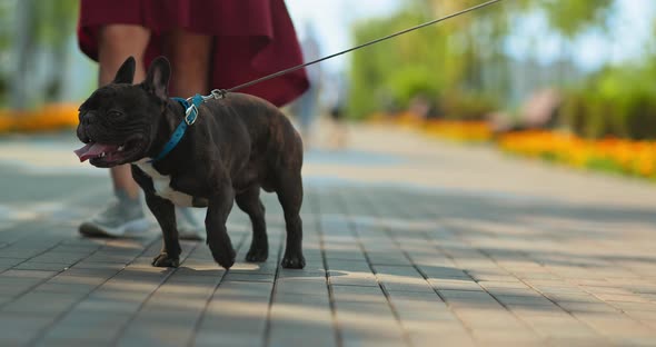 Dog is Led on a Leash a Walk with a Pet