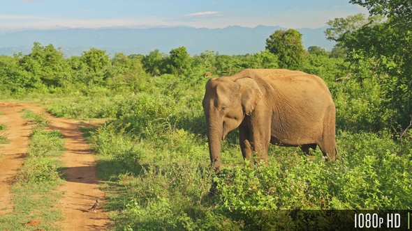 Sri Lankan wild elephant foraging alone by a dirt safari trail at Udawalawa National Park