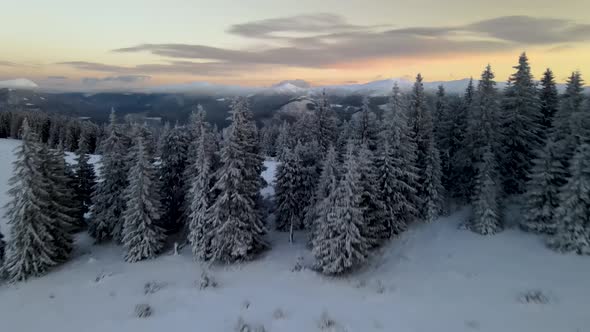 Drone Rising Above Pine Forest Unveiling Mountain Range at Sunrise