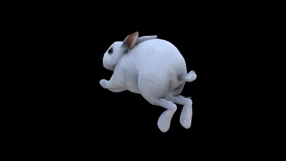 White Rabbit Jump View From Back Side