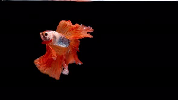 slow motion of Siamese fighting fish (Betta splendens), well known name is Plakat Thai alt