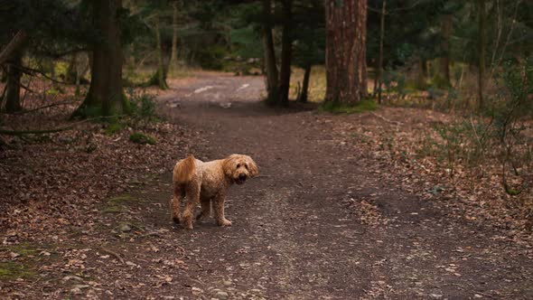 A goldendoodle breed dog exploring a forest