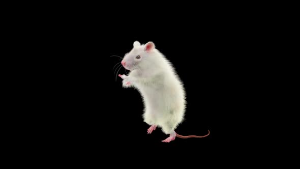 Rat Dancing Hd