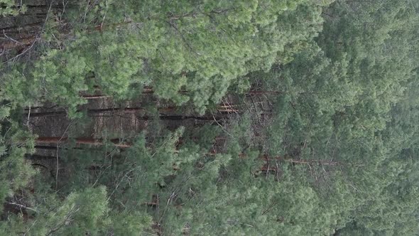 Vertical Video of Green Pine Forest By Day Aerial View