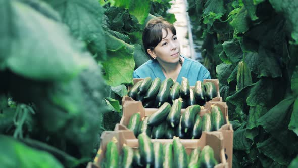 Front View of a Lady Farmer Walking with a Trolley Full of Cucumbers