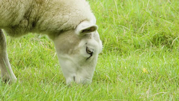 A Close Up Detail of a Sheep That Eats Grass.