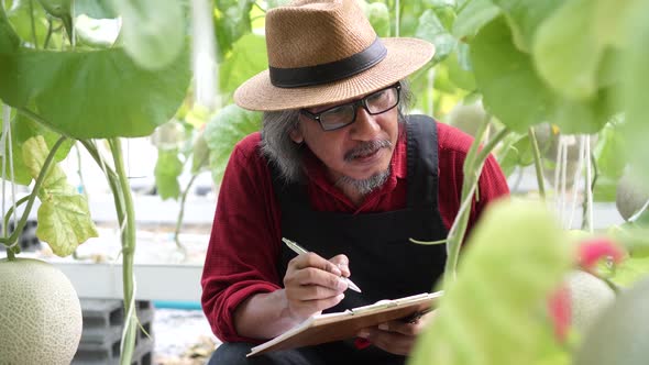 Senior Old Male Farmer Examining and Writing Down the Note Inside Melon Garden Field