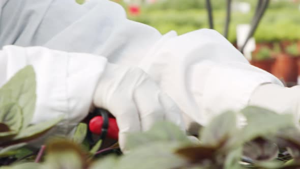 Close up of workers hands trimming leaves of plants in a greenhouse