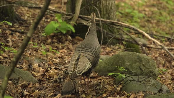 Mother turkey leads her chicks along forest floor