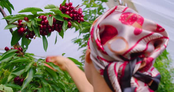 Girl Farmer Picks Sweet Cherries From Tree