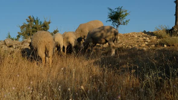 Sheep Grazing Field