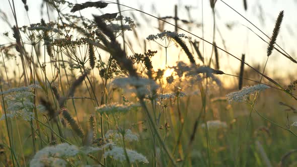 Stems of Milfoil and Spicules Sway in Wind Against Sunrise