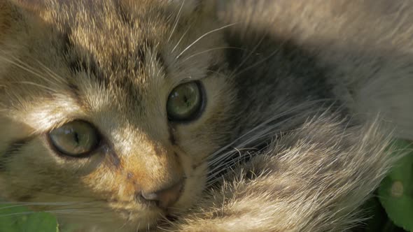 Kitten in the garden  playing and looking in to camera 4K 2160p UHD video - Cat in the grass  laying