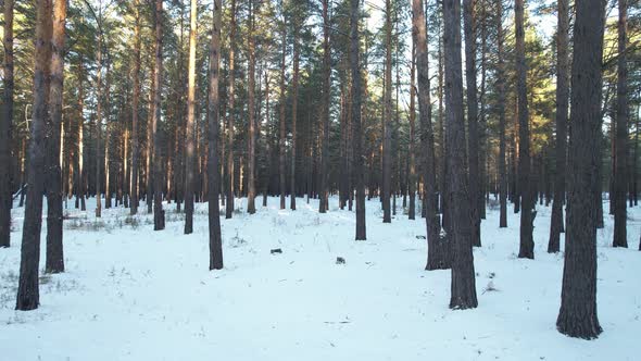 Winter Snowy Pine Forest