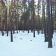 Winter Snowy Pine Forest - VideoHive Item for Sale