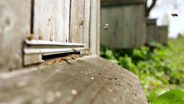 Honey Bees Taking Off or Landing in the Wooden Beehive