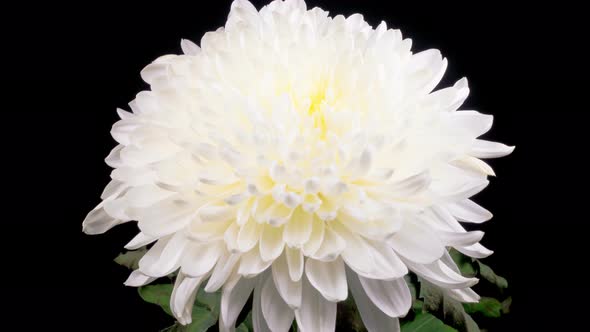 Beautiful White Chrysanthemum Flower Opening