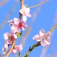Sprig of Peach Blossoms in Spring Time - VideoHive Item for Sale