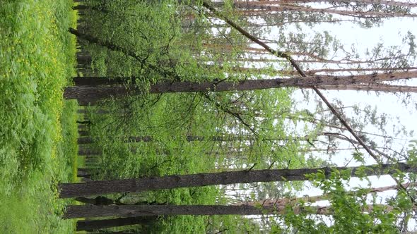 Vertical Video of a Forest with Pine Trees