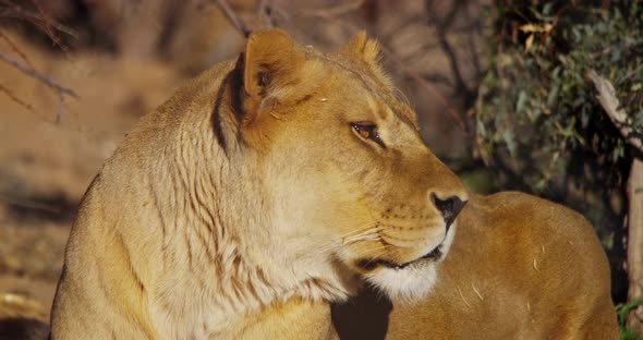 Footage of Lion, Shot on RED Epic