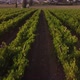 Beautiful Aerial View of Vineyards - VideoHive Item for Sale
