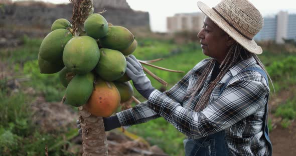 African senior woman working for ecologic farm while checking papaya