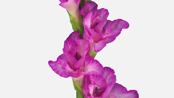 Time-lapse of opening pink gladiolus flower