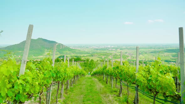 Green Grape Plants on the Venetian Hills