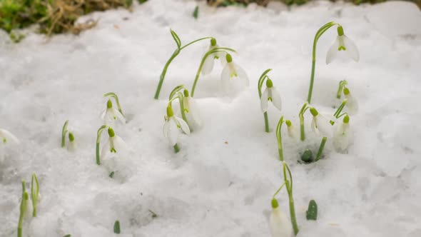 Snow Melting and Snowdrops Flower Blooming Fast in Early Spring Nature