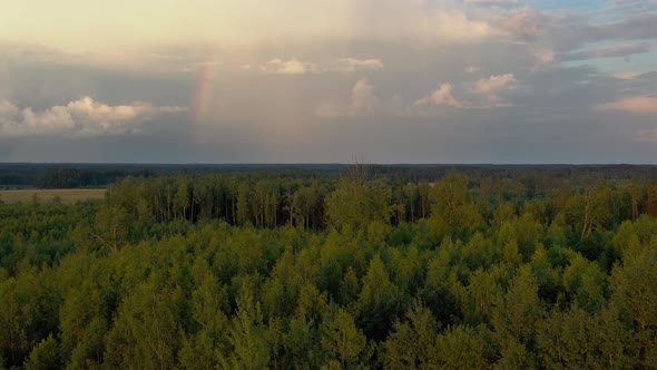 North European Forest