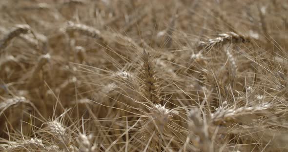 Beautyful Wheat Field