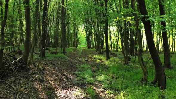 Forest scene. Dirt road in forest