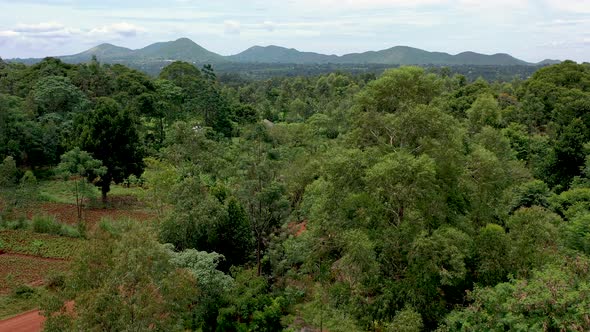 African Forests