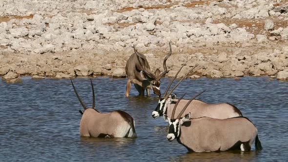 Kudu And Gemsbok Antelopes - Etosha National Park