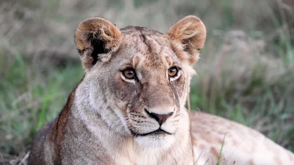 Lioness Watching Intently In Slow Motion