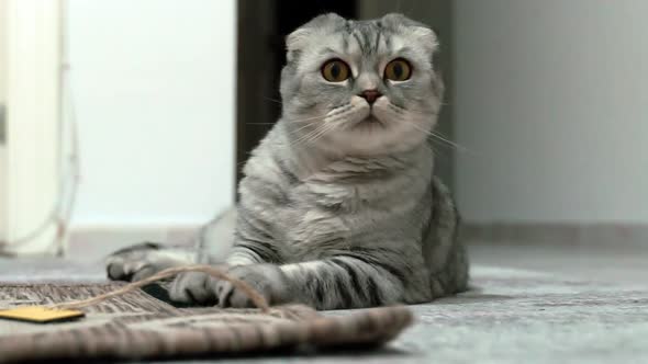 Petting cat lying on sofa in living room. Sleepy dark british cat with orange eyes stretching.